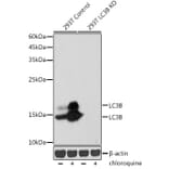 Western Blot - Anti-LC3B Antibody [ARC0144] (A308244) - Antibodies.com