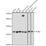 Western Blot - Anti-TRUB1 Antibody (A308251) - Antibodies.com