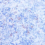 Immunohistochemistry - Anti-SHMT2/SHMT Antibody (A308252) - Antibodies.com