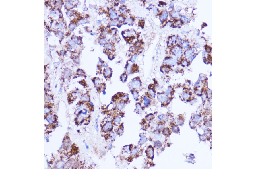 Immunohistochemistry - Anti-SHMT2/SHMT Antibody (A308252) - Antibodies.com