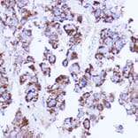 Immunohistochemistry - Anti-SHMT2/SHMT Antibody (A308252) - Antibodies.com