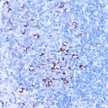 Immunohistochemistry - Anti-SHMT2/SHMT Antibody (A308252) - Antibodies.com