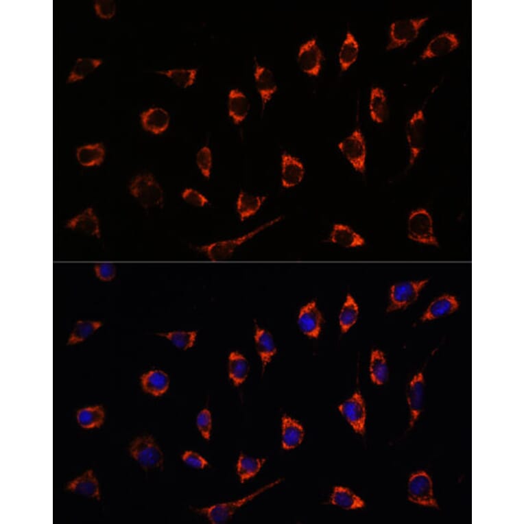 Immunofluorescence - Anti-SHMT2/SHMT Antibody (A308252) - Antibodies.com