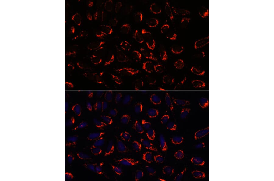 Immunofluorescence - Anti-SHMT2/SHMT Antibody (A308252) - Antibodies.com