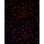 Immunofluorescence - Anti-SHMT2/SHMT Antibody (A308252) - Antibodies.com