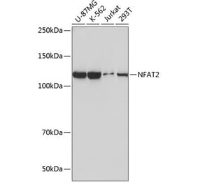 Western Blot - Anti-NFAT2 Antibody [ARC0076] (A308253) - Antibodies.com