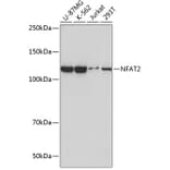 Western Blot - Anti-NFAT2 Antibody [ARC0076] (A308253) - Antibodies.com