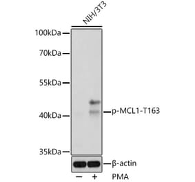 Western Blot - Anti-MCL1 (phospho Thr163) Antibody (A308254) - Antibodies.com