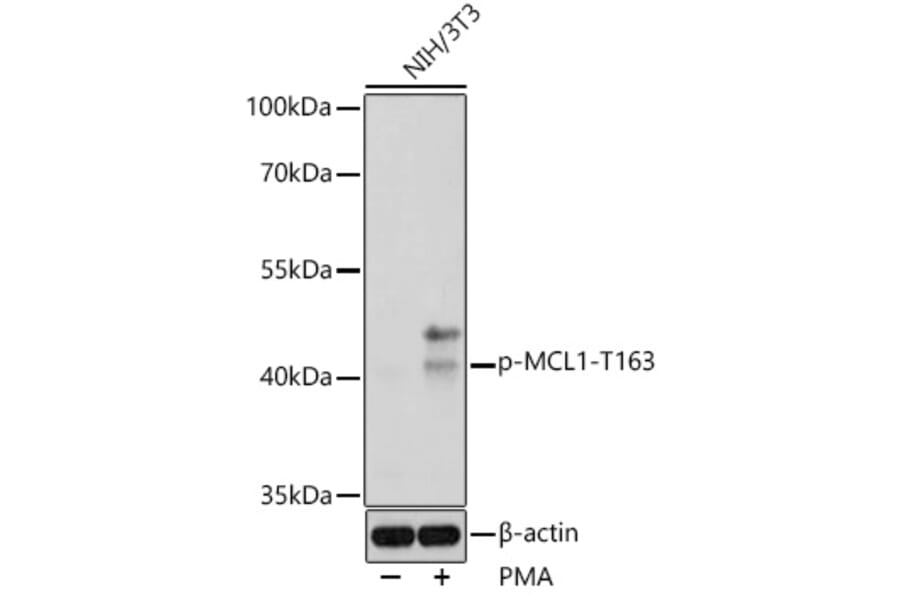 Western Blot - Anti-MCL1 (phospho Thr163) Antibody (A308254) - Antibodies.com
