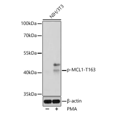 Western Blot - Anti-MCL1 (phospho Thr163) Antibody (A308254) - Antibodies.com