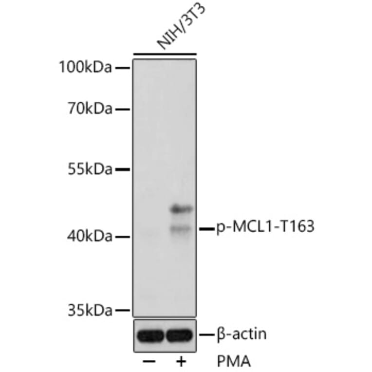 Western Blot - Anti-MCL1 (phospho Thr163) Antibody (A308254) - Antibodies.com