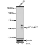 Western Blot - Anti-MCL1 (phospho Thr163) Antibody (A308254) - Antibodies.com