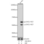 Western Blot - Anti-SHC (phospho Tyr427) Antibody (A308256) - Antibodies.com