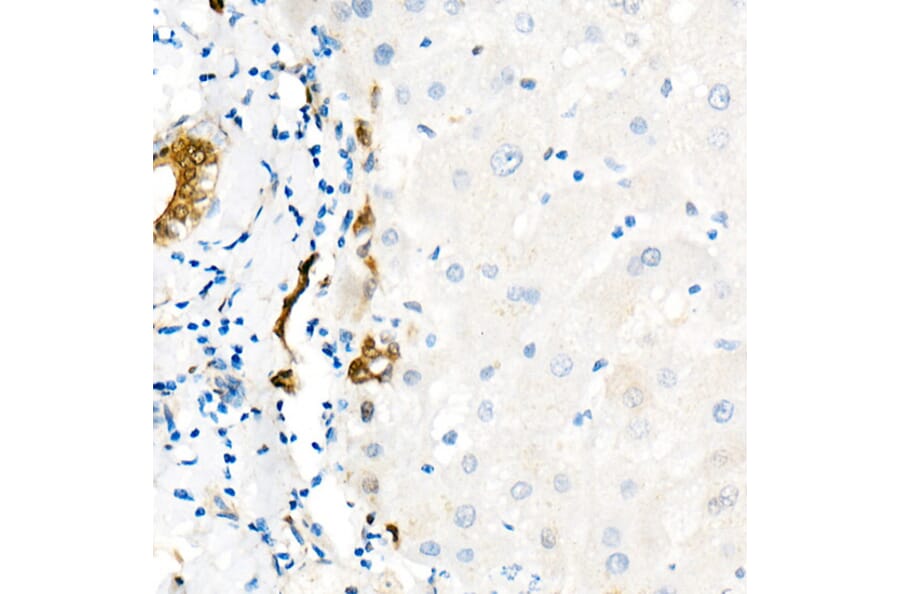 Immunohistochemistry - Anti-YAP1 Antibody [ARC53477] (A308258) - Antibodies.com