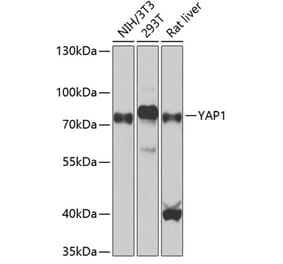 Western Blot - Anti-YAP1 Antibody (A308260) - Antibodies.com
