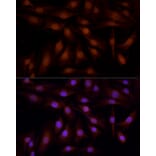 Immunofluorescence - Anti-YAP1 Antibody (A308260) - Antibodies.com