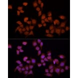 Immunofluorescence - Anti-YAP1 Antibody (A308260) - Antibodies.com