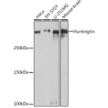 Western Blot - Anti-Huntingtin Antibody (A308268) - Antibodies.com