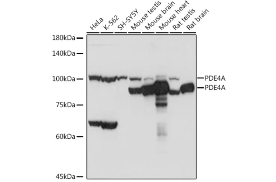 Western Blot - Anti-PDE4A Antibody (A308269) - Antibodies.com