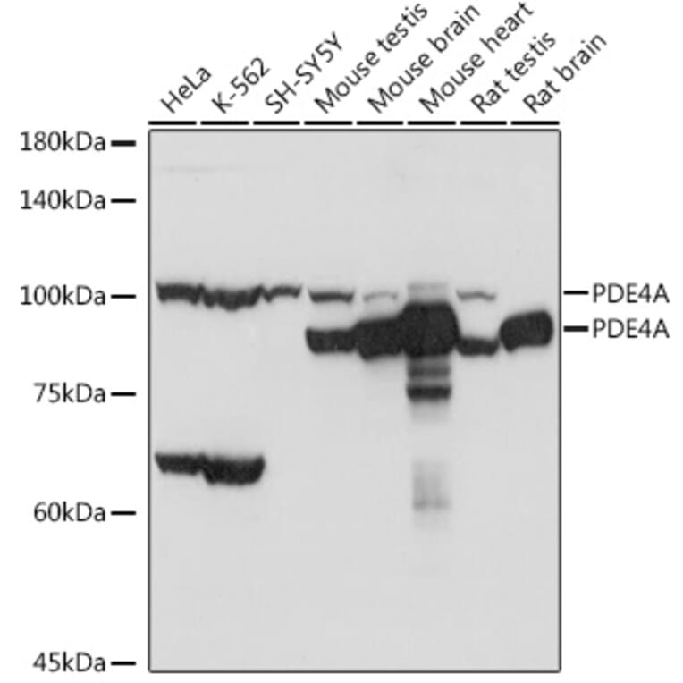 Western Blot - Anti-PDE4A Antibody (A308269) - Antibodies.com