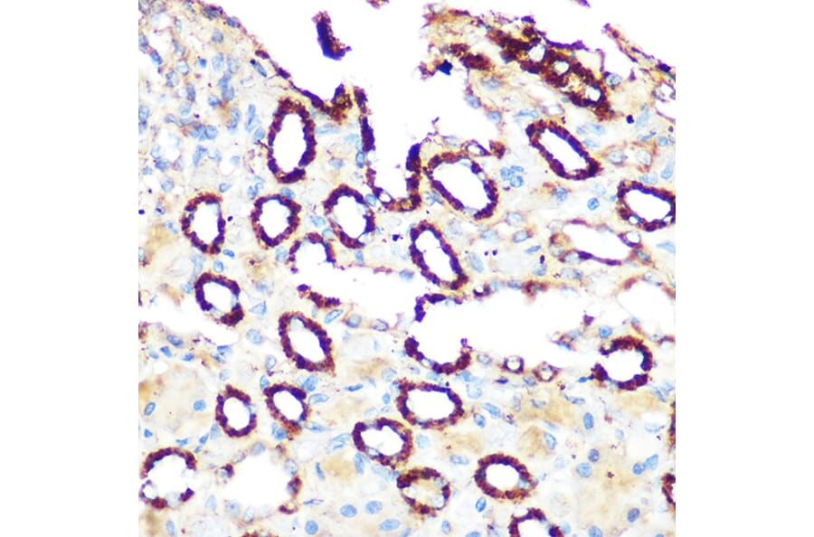 Immunohistochemistry - Anti-PDE4A Antibody (A308269) - Antibodies.com