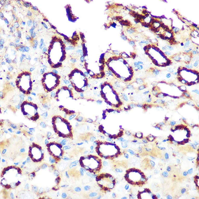 Immunohistochemistry - Anti-PDE4A Antibody (A308269) - Antibodies.com