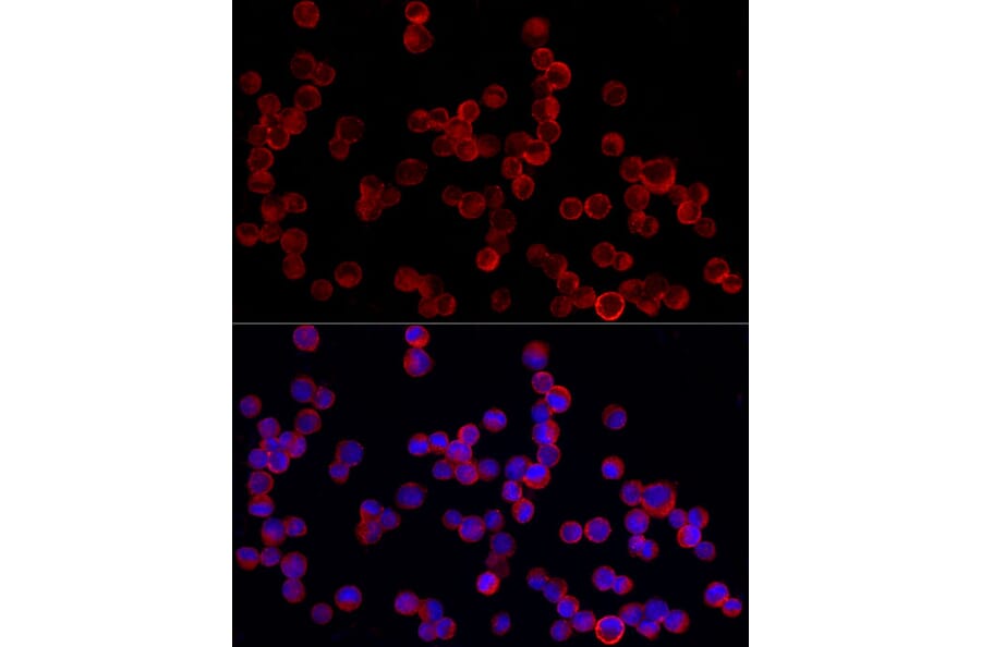 Immunofluorescence - Anti-PDE4A Antibody (A308269) - Antibodies.com