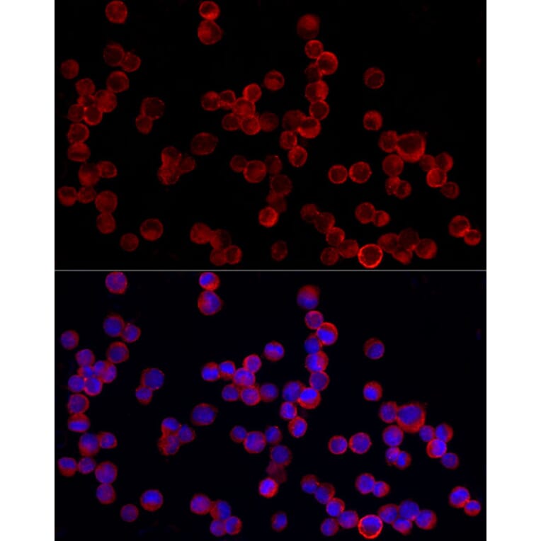 Immunofluorescence - Anti-PDE4A Antibody (A308269) - Antibodies.com