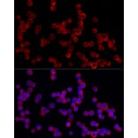 Immunofluorescence - Anti-PDE4A Antibody (A308269) - Antibodies.com