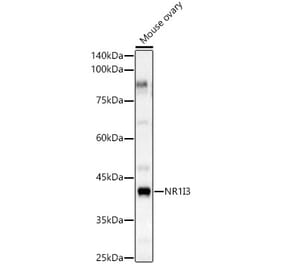 Western Blot - Anti-Constitutive androstane receptor Antibody (A308270) - Antibodies.com
