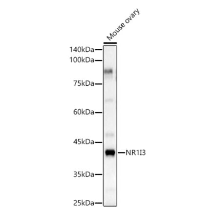Western Blot - Anti-Constitutive androstane receptor Antibody (A308270) - Antibodies.com