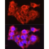 Immunofluorescence - Anti-Constitutive androstane receptor Antibody (A308270) - Antibodies.com