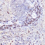 Immunohistochemistry - Anti-Ctip2 Antibody (A308272) - Antibodies.com