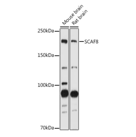 Western Blot - Anti-SCAF8 Antibody (A308276) - Antibodies.com