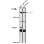 Western Blot - Anti-SCAF8 Antibody (A308276) - Antibodies.com