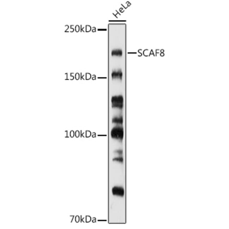 Western Blot - Anti-SCAF8 Antibody (A308276) - Antibodies.com