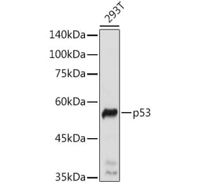 Western Blot - Anti-p53 Antibody (A308277) - Antibodies.com
