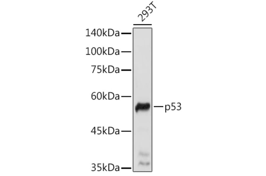 Western Blot - Anti-p53 Antibody (A308277) - Antibodies.com