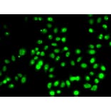 Immunofluorescence - Anti-p53 Antibody (A308277) - Antibodies.com