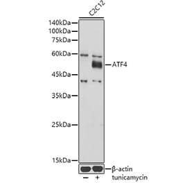 Western Blot - Anti-ATF-4 Antibody (A308278) - Antibodies.com