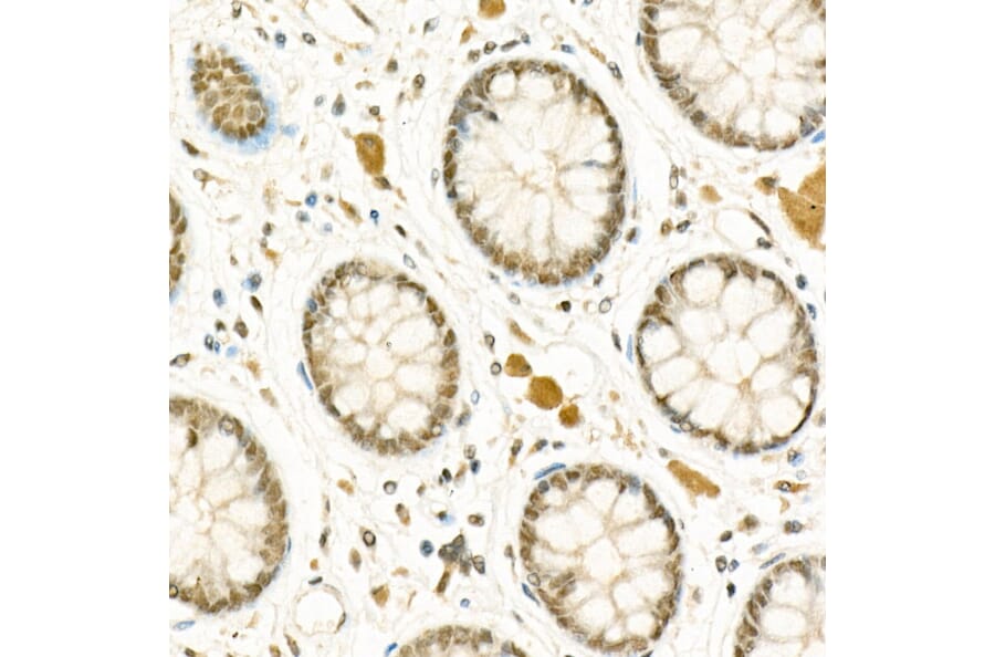 Immunohistochemistry - Anti-ATF-4 Antibody (A308278) - Antibodies.com
