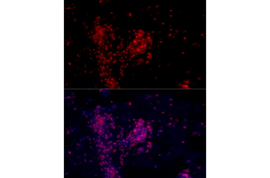 Immunofluorescence - Anti-ATF-4 Antibody (A308278) - Antibodies.com