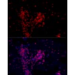Immunofluorescence - Anti-ATF-4 Antibody (A308278) - Antibodies.com
