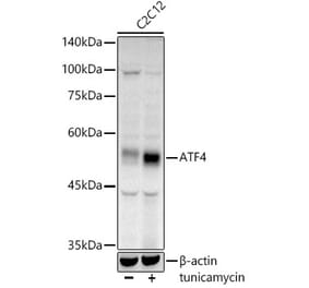 Western Blot - Anti-ATF-4 Antibody (A308279) - Antibodies.com