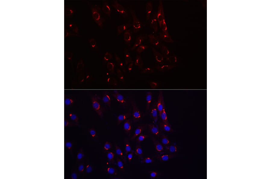 Immunofluorescence - Anti-TJAP1 Antibody (A308283) - Antibodies.com
