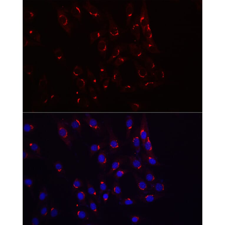 Immunofluorescence - Anti-TJAP1 Antibody (A308283) - Antibodies.com