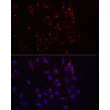 Immunofluorescence - Anti-TJAP1 Antibody (A308283) - Antibodies.com