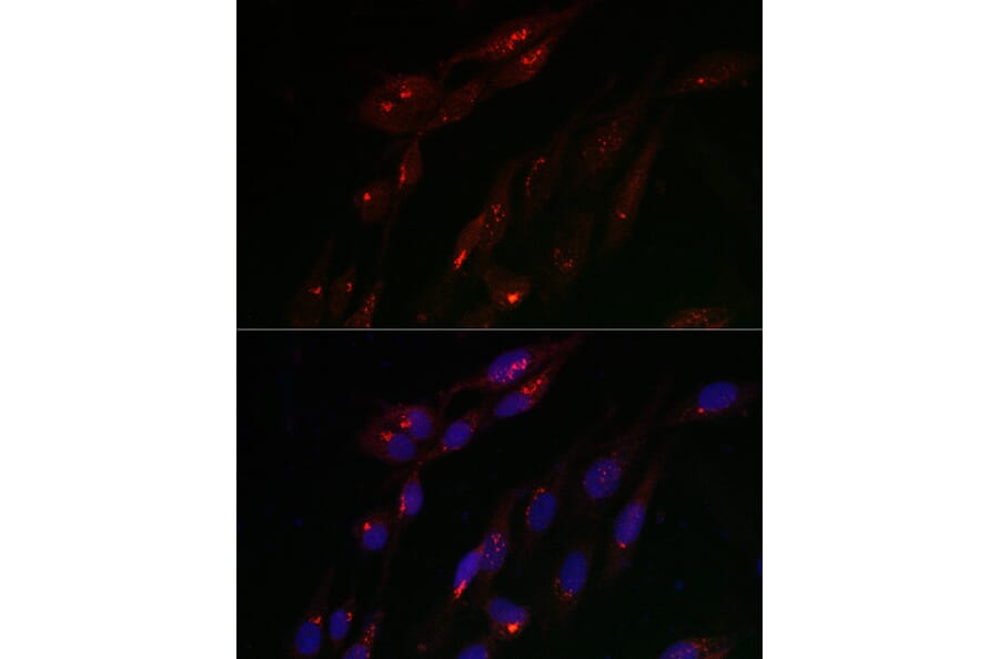 Immunofluorescence - Anti-TJAP1 Antibody (A308283) - Antibodies.com