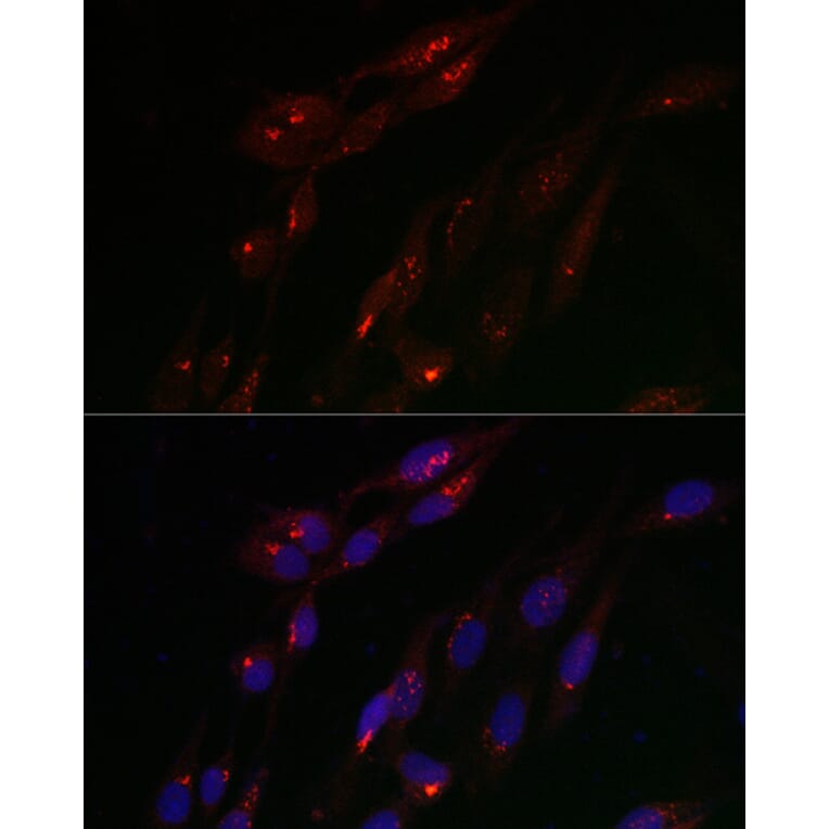 Immunofluorescence - Anti-TJAP1 Antibody (A308283) - Antibodies.com