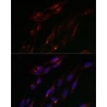 Immunofluorescence - Anti-TJAP1 Antibody (A308283) - Antibodies.com